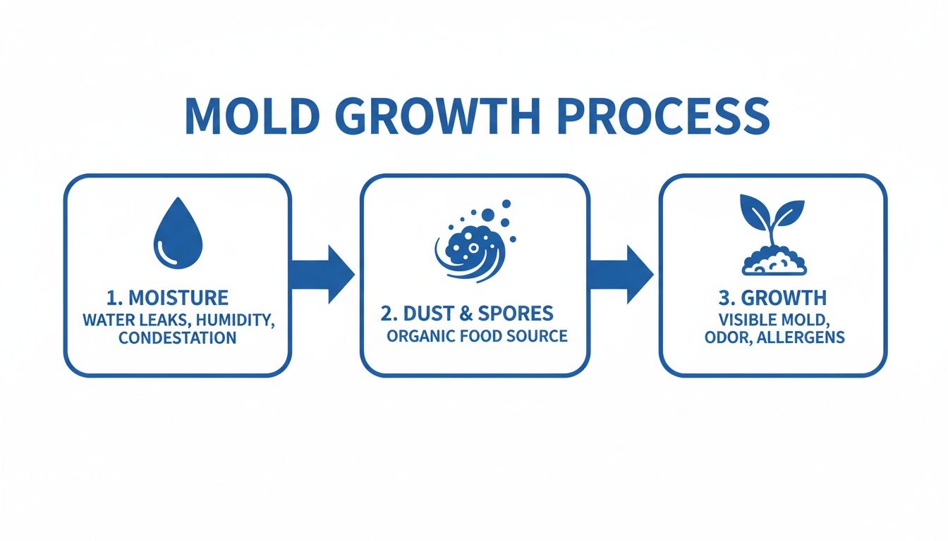 A flowchart illustrating the three-step mold growth process: moisture, dust and spores, leading to visible mold growth.