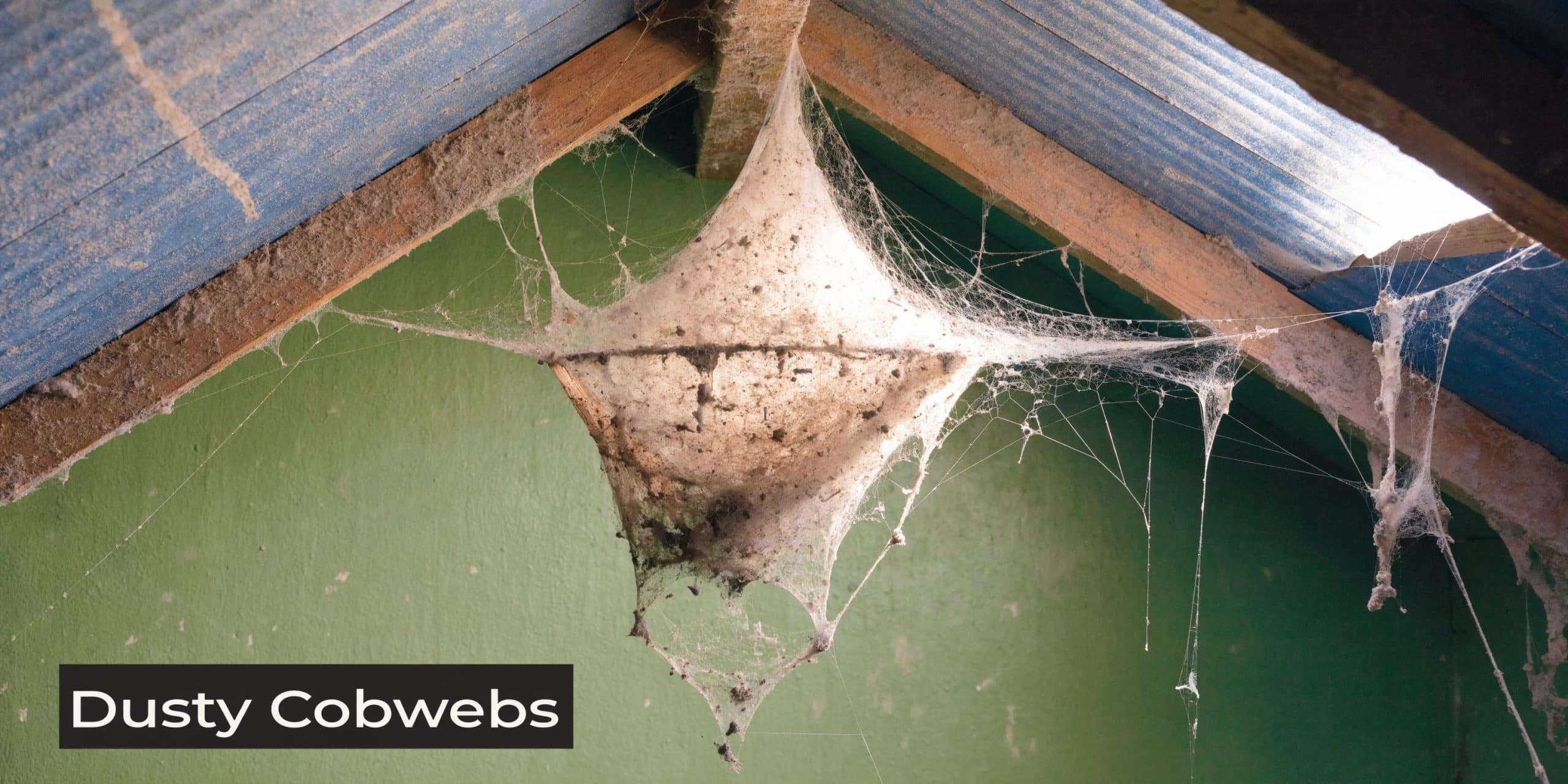 A thick, dusty spider web hanging from the wooden ceiling beams of a room with green walls.