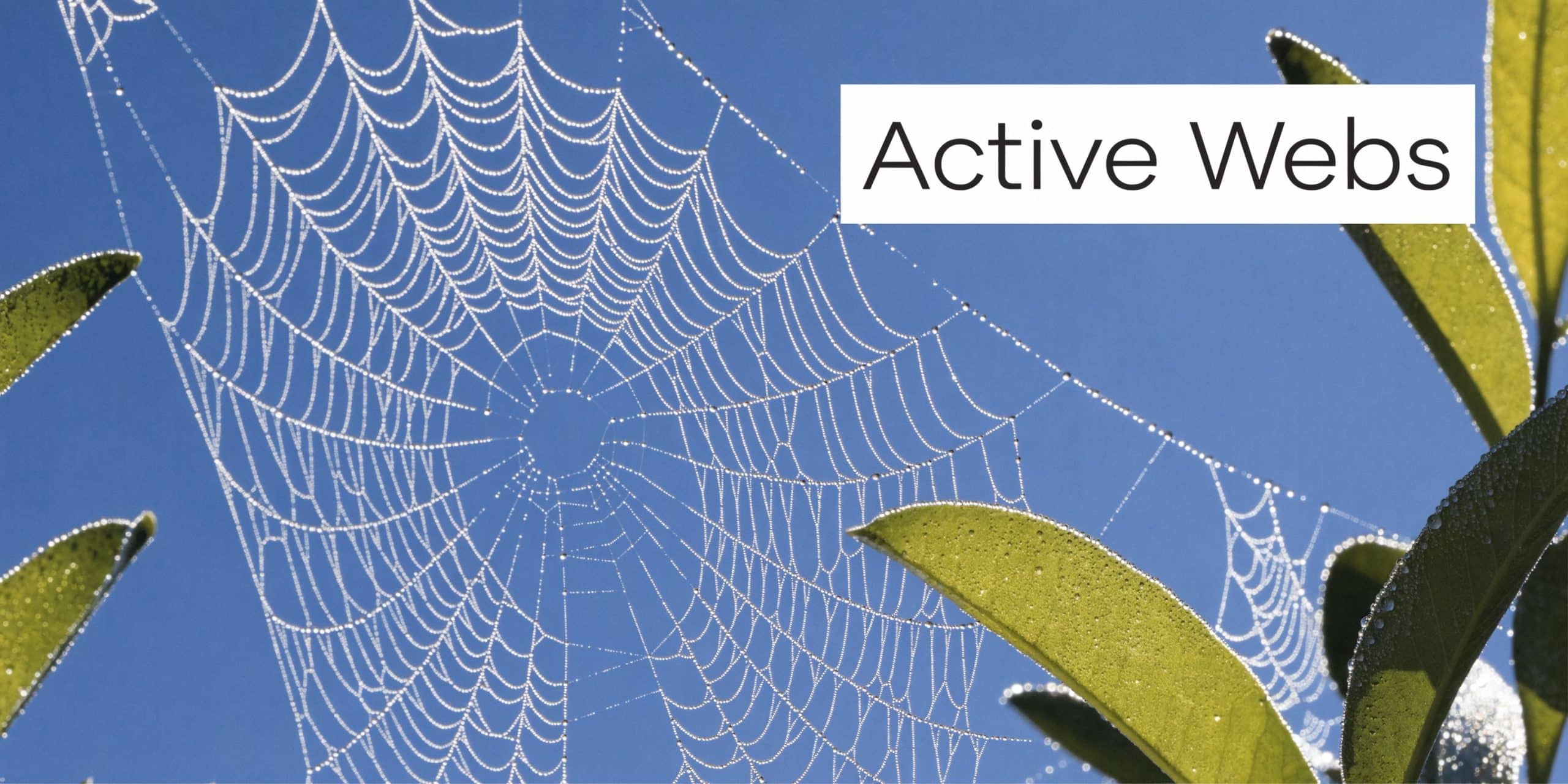 A detailed close up of a dew covered spider web stretched between green leaves against blue sky.