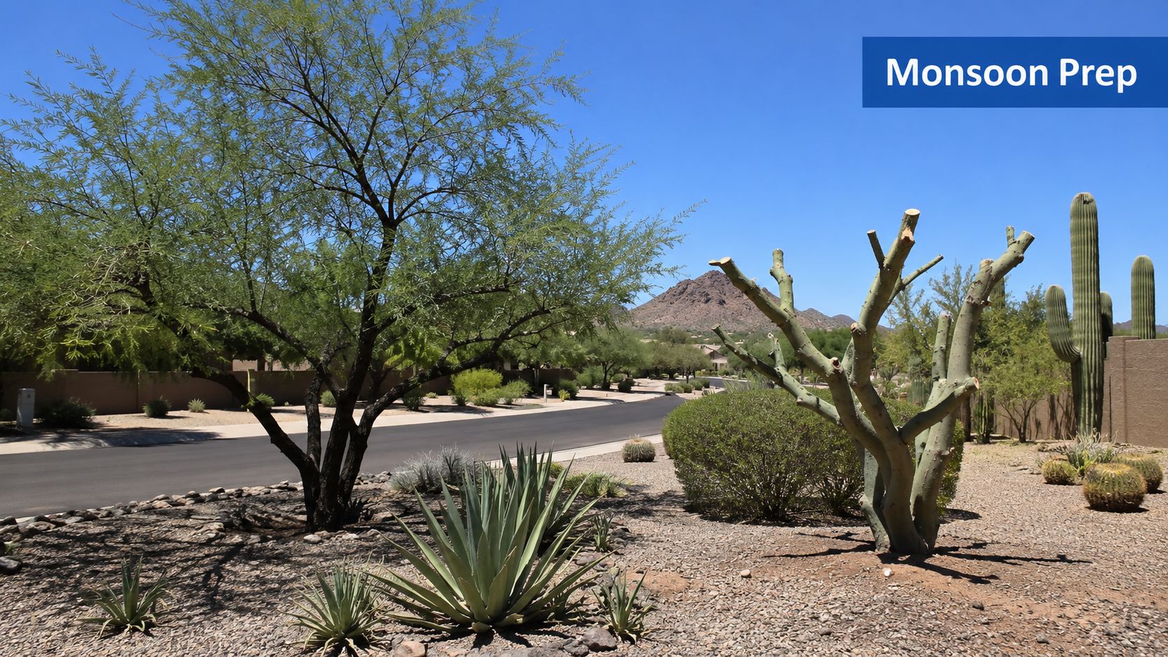 A landscaped desert residential street with a pruned tree and saguaro cacti under a clear blue sky.
