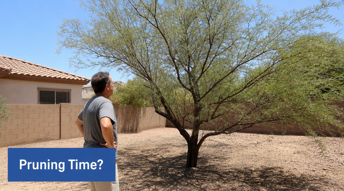 A person standing in a backyard looking up at a large tree deciding if it needs pruning.