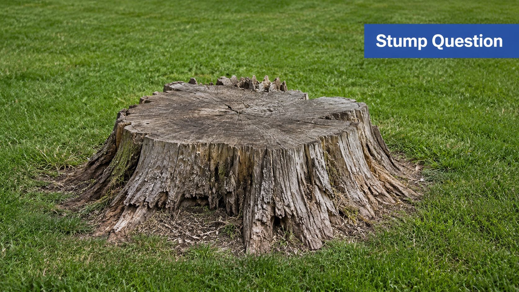 An old, weathered tree stump sitting in the middle of a vibrant green grass lawn.